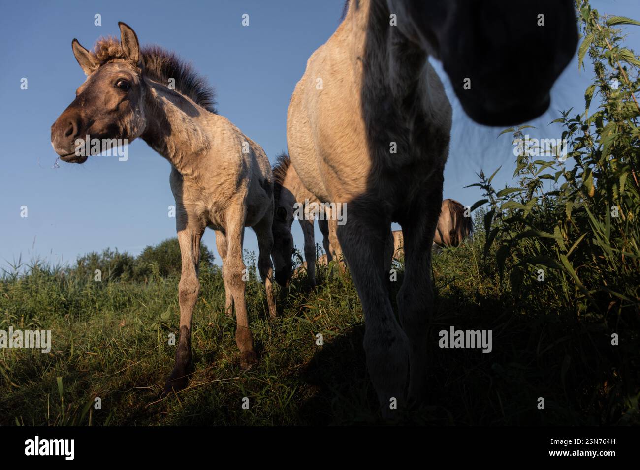 Simpatici puledri primo piano Foto Stock