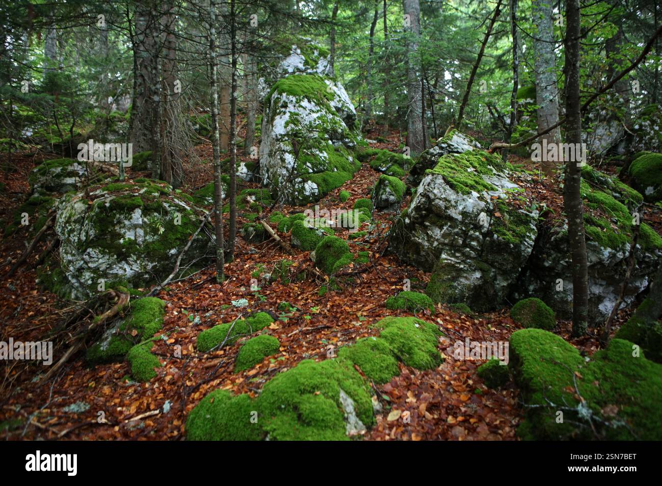 Perucica - una delle ultime foreste primordiali d'Europa nel Parco Nazionale di Sutjeska, Bosnia-Erzegovina Foto Stock