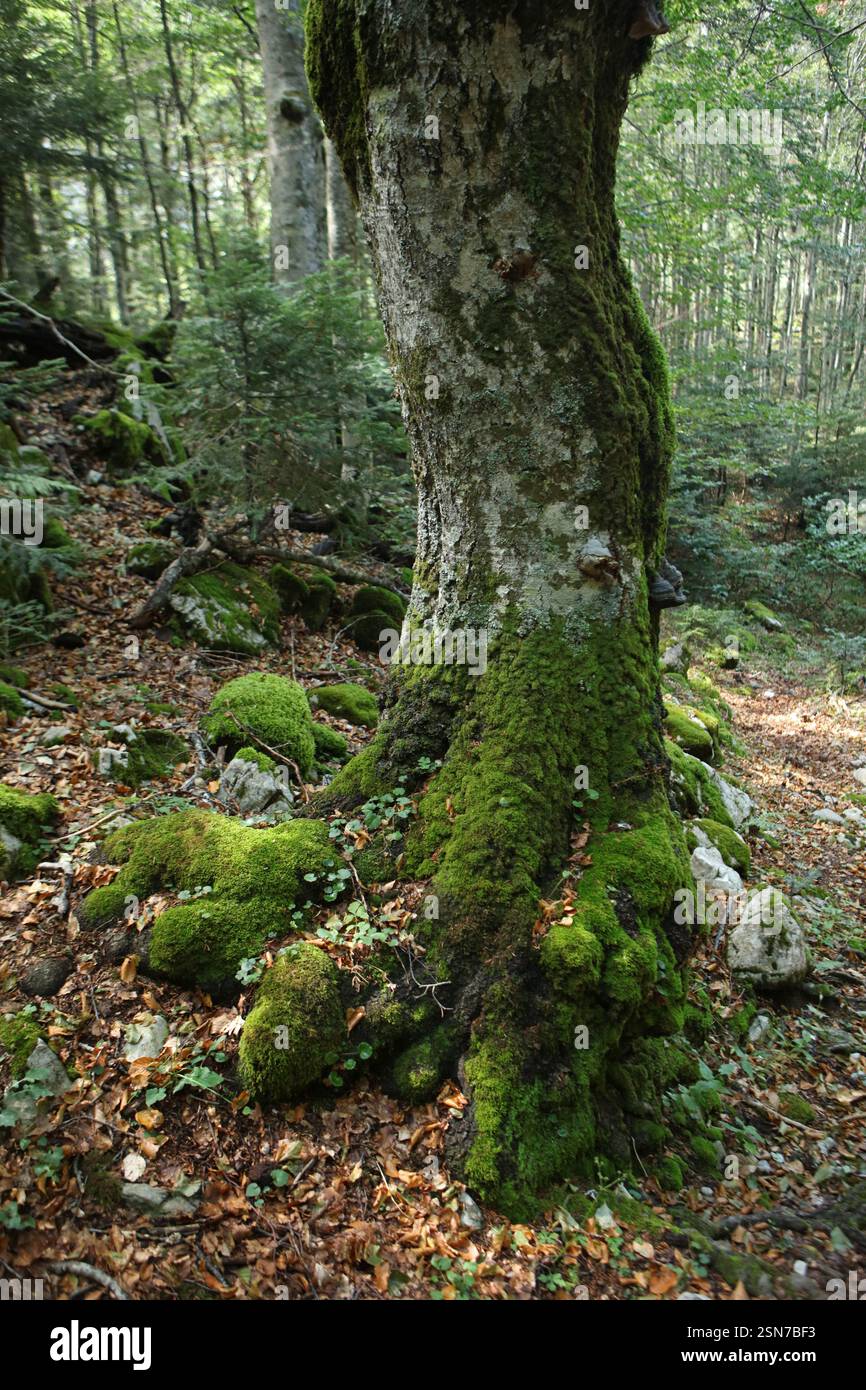 Perucica - una delle ultime foreste primordiali d'Europa nel Parco Nazionale di Sutjeska, Bosnia-Erzegovina Foto Stock