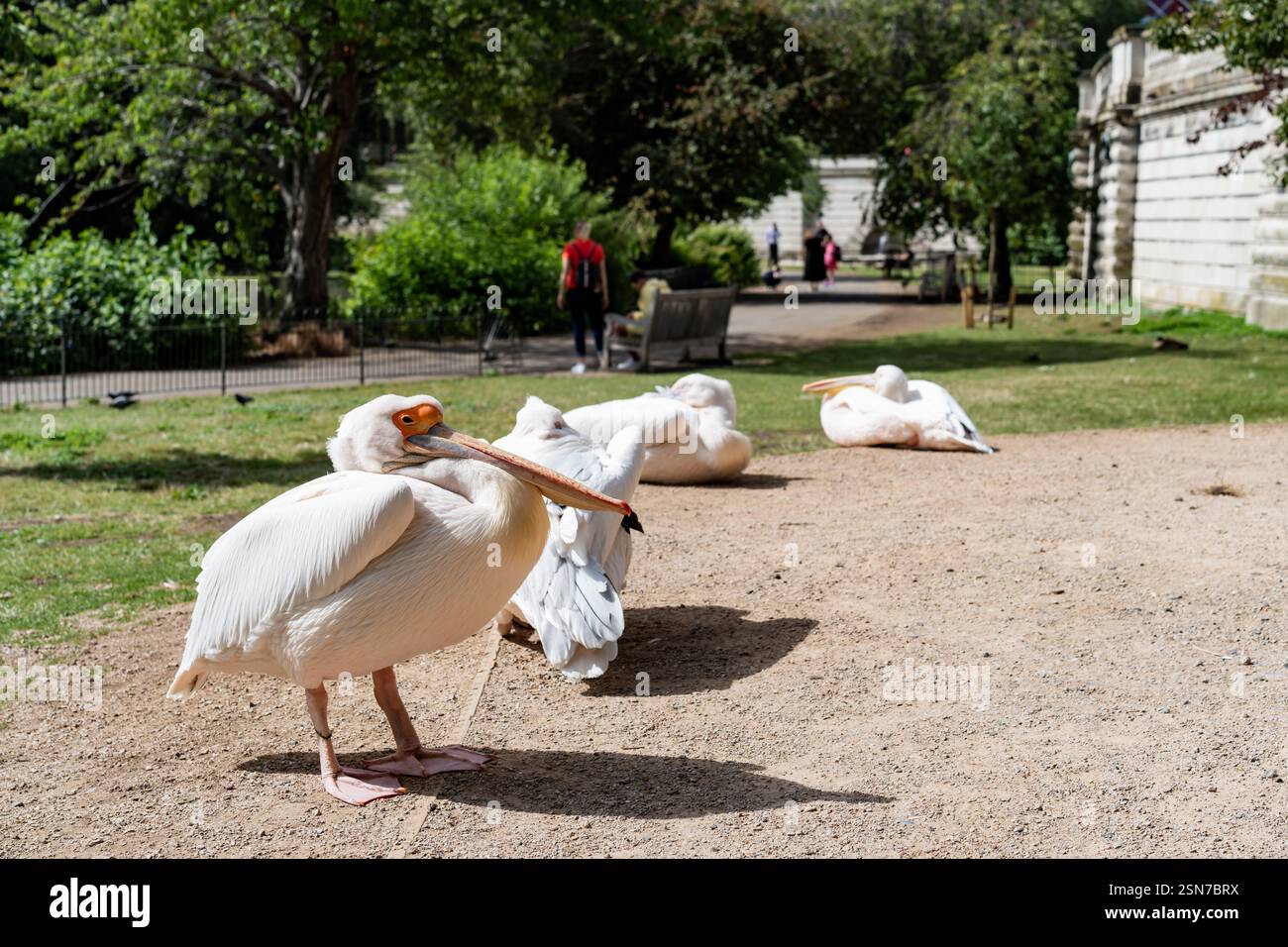 I pellicani che riposano al sole, con persone che passeggiano casualmente a St James Park, Londra, creano un tranquillo ambiente del parco, perfetto per la fauna selvatica e la natura Foto Stock