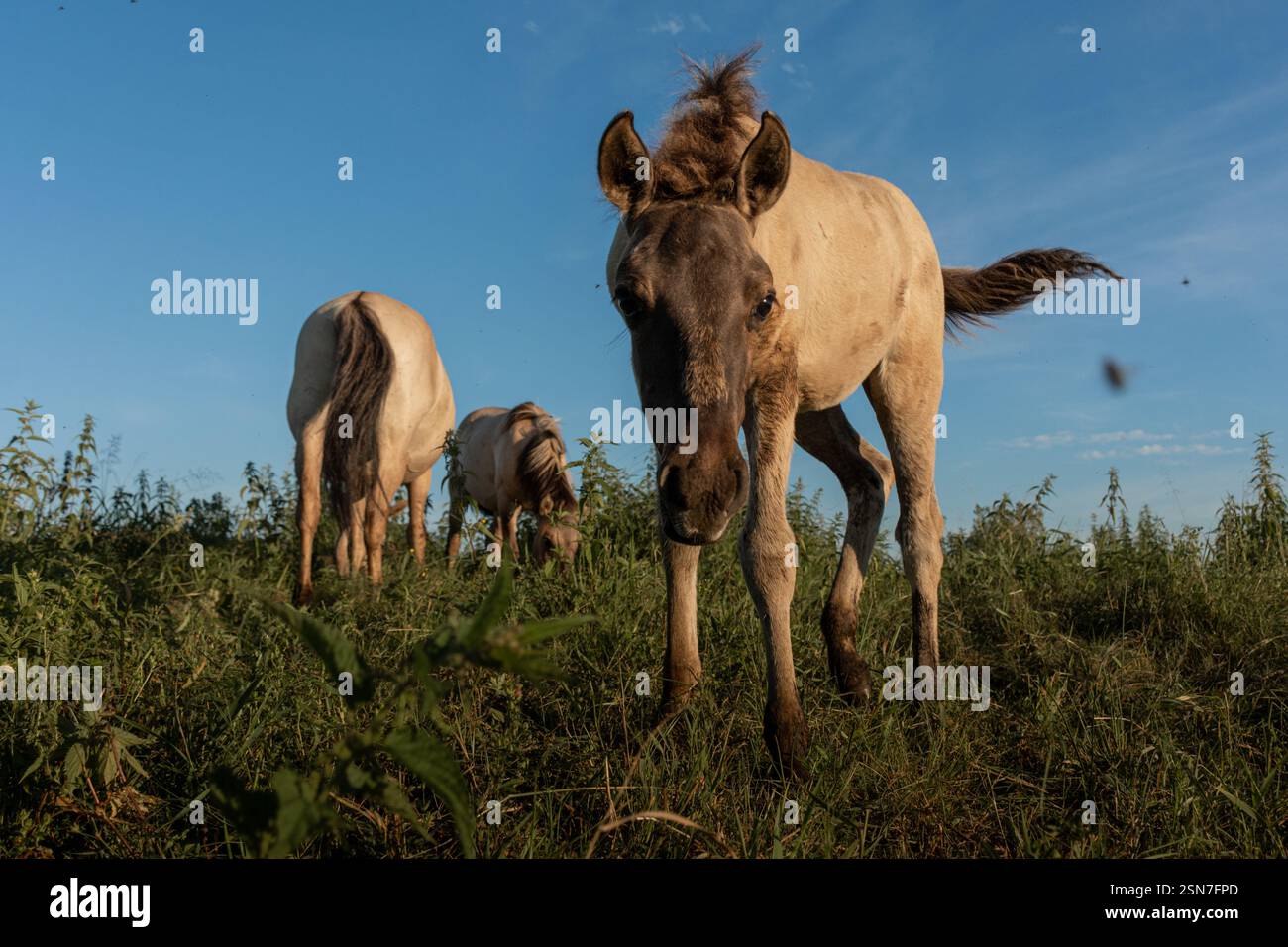 Divertente ritratto dei puledri di primo piano Foto Stock