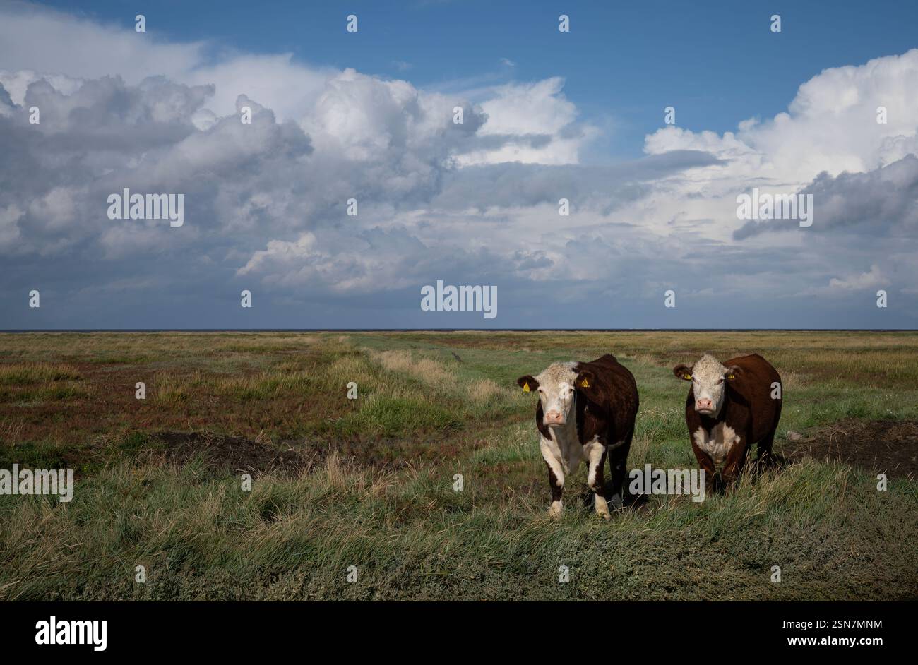 Mucche di razza Hereford che pascolano nelle paludi salate della provincia di Groningen. L'ampio paesaggio paludoso offre alle mucche molto spazio Foto Stock