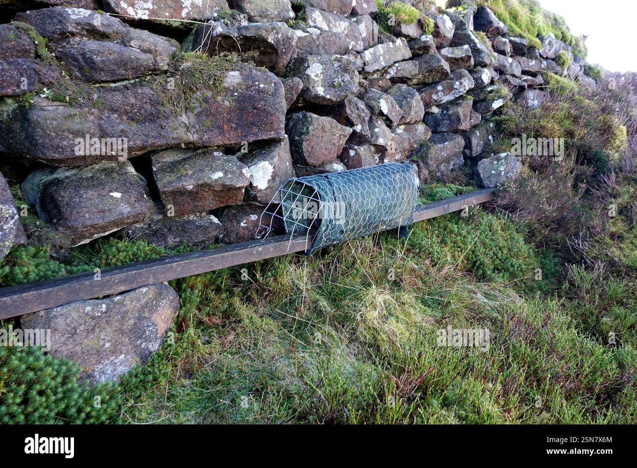 Wire Stoat/Pine Martin/Rat Trap on Wooden Plank by Dry Stone Wall vicino alla vetta di "Crookrise Crag" Skipton nello Yorkshire Dales, Inghilterra, Regno Unito Foto Stock