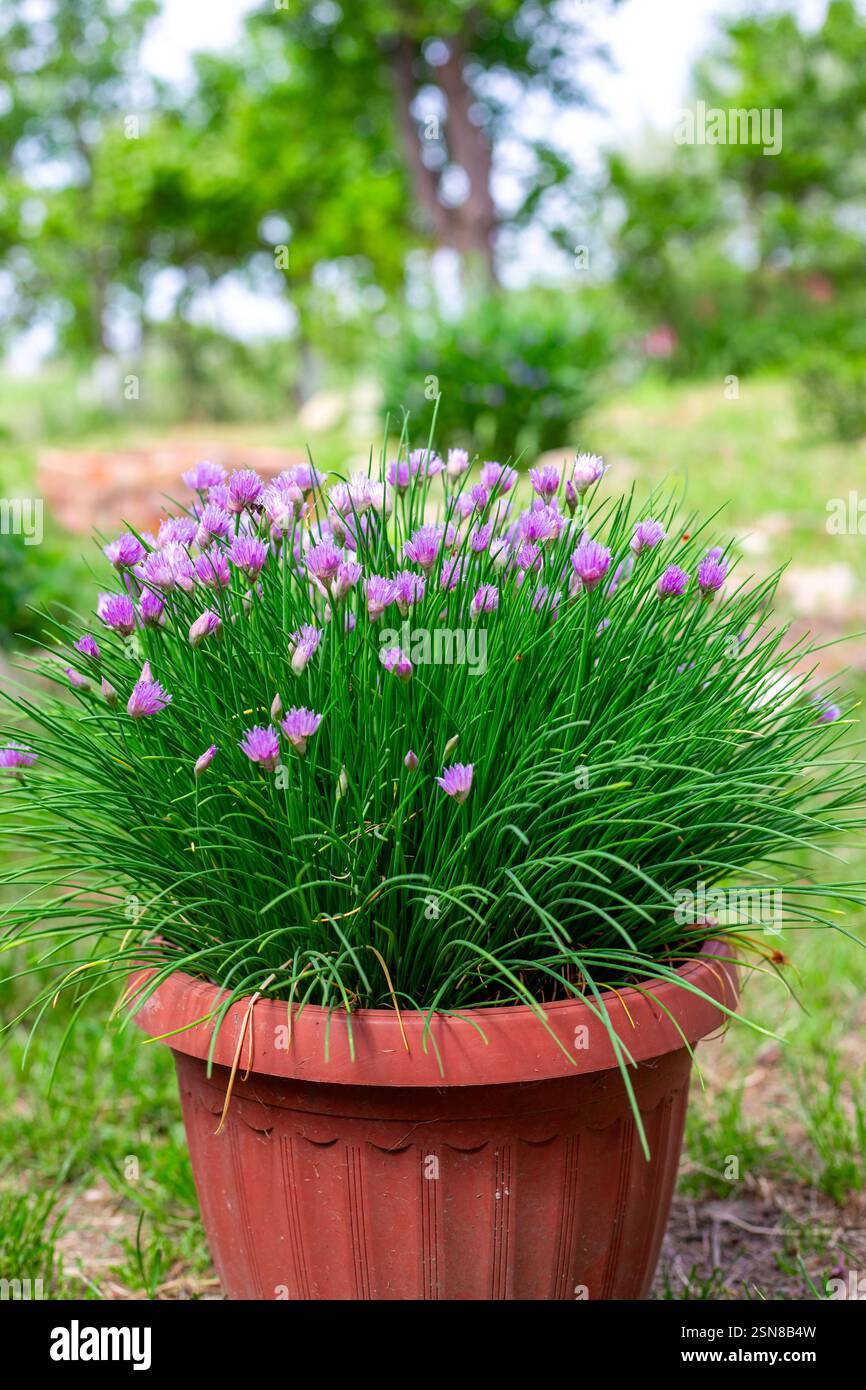 Pianta fiorita di cipolla ornamentale Schnitt in un vaso in un terreno da giardino. Foto Stock