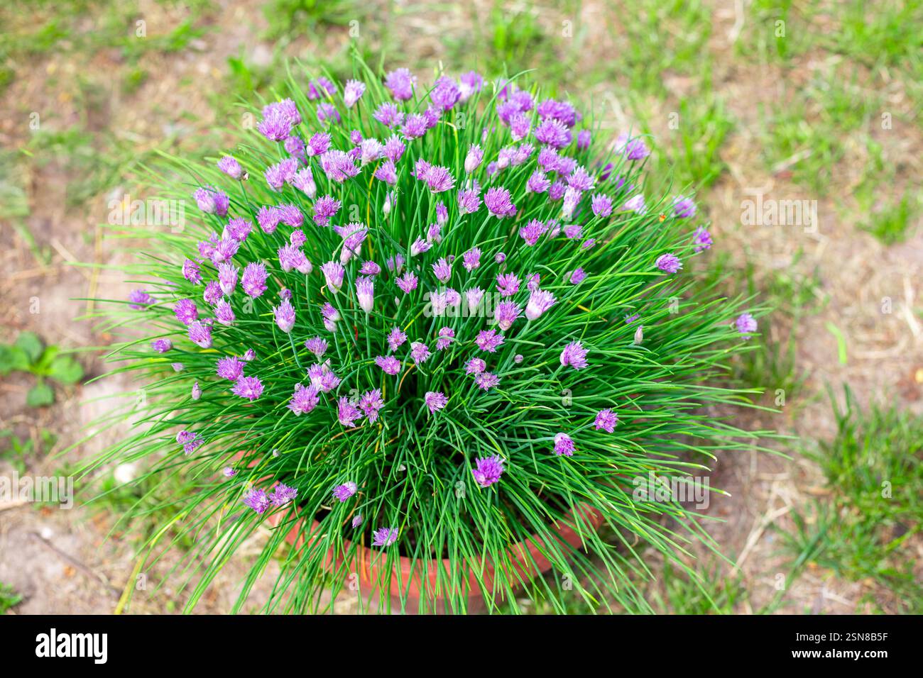 Pianta fiorita di cipolla ornamentale Schnitt in un vaso in un terreno da giardino. Foto Stock