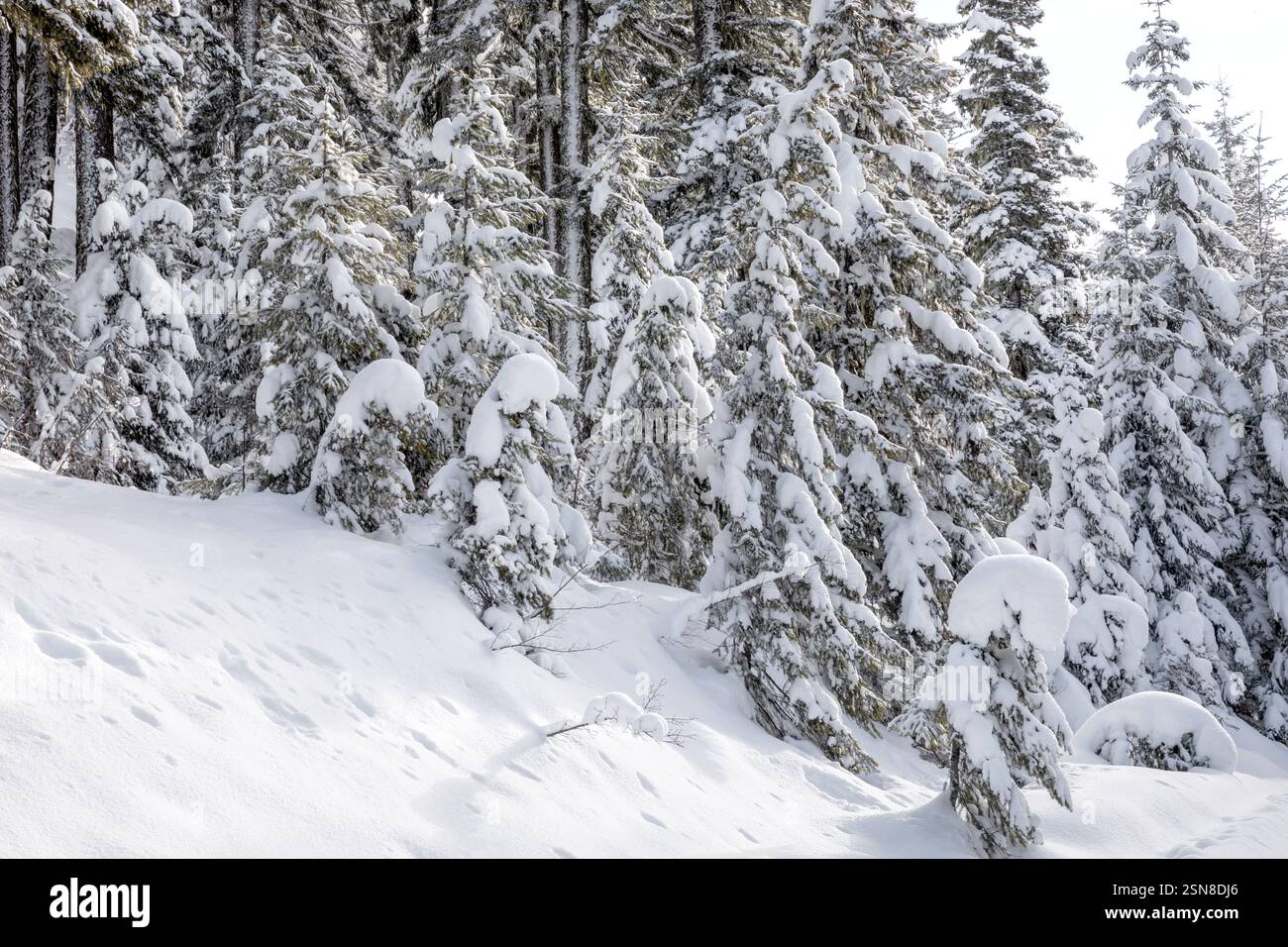 WA26385-00....WASHINGTON - foresta ricoperta di neve sul monte Amabilis nella foresta nazionale di Wenatchee. Foto Stock
