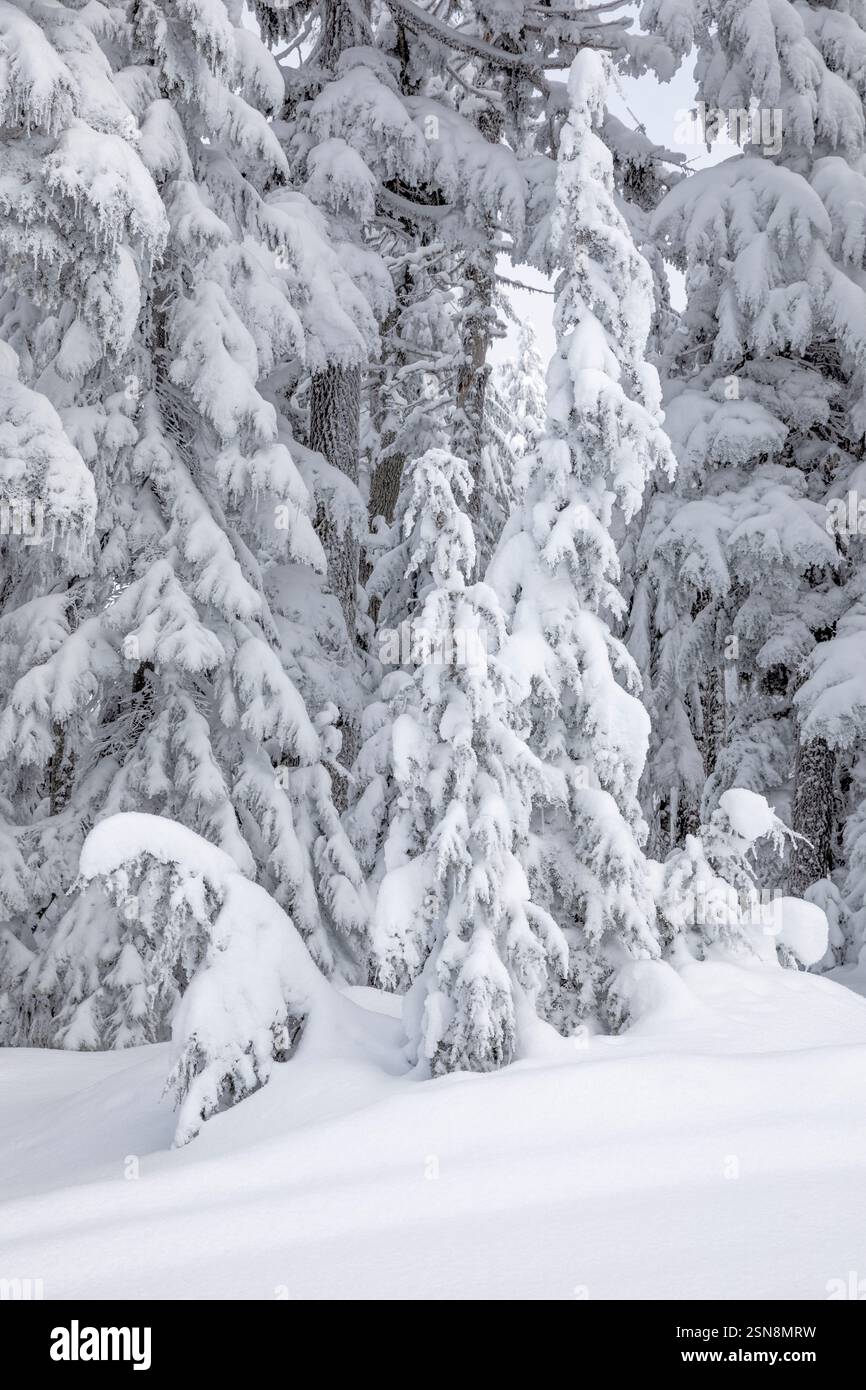 WA26390-00....WASHINGTON - foresta ricoperta di neve sul monte Amabilis nella foresta nazionale di Wenatchee. Foto Stock