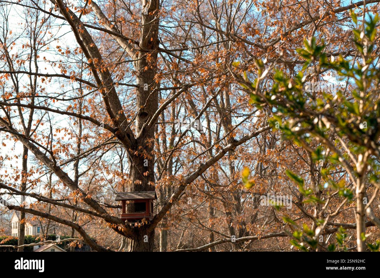 Casa per uccelli su un albero con foglie d'arancio nel Parc Nou, parco pubblico della città di Olot, Girona, Spagna Foto Stock
