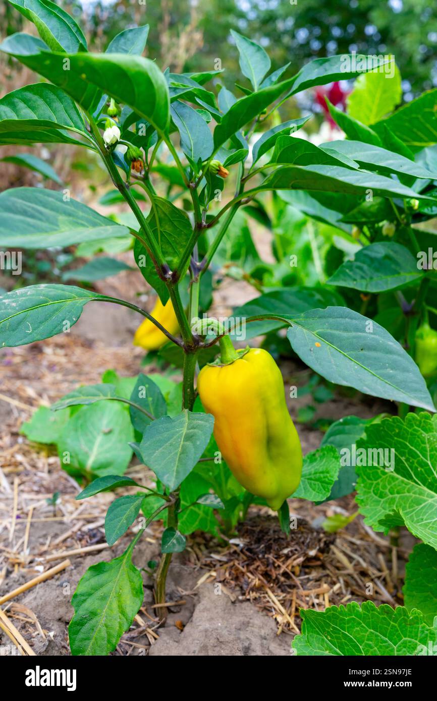 Un vibrante peperone giallo pende da una sana pianta verde in un giardino sul retro. La luce solare filtra attraverso le foglie, evidenziando la freschezza di Foto Stock