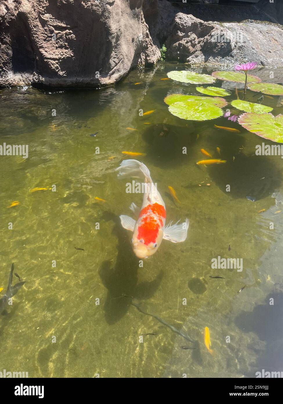 Laghetto Maui Koi Foto Stock