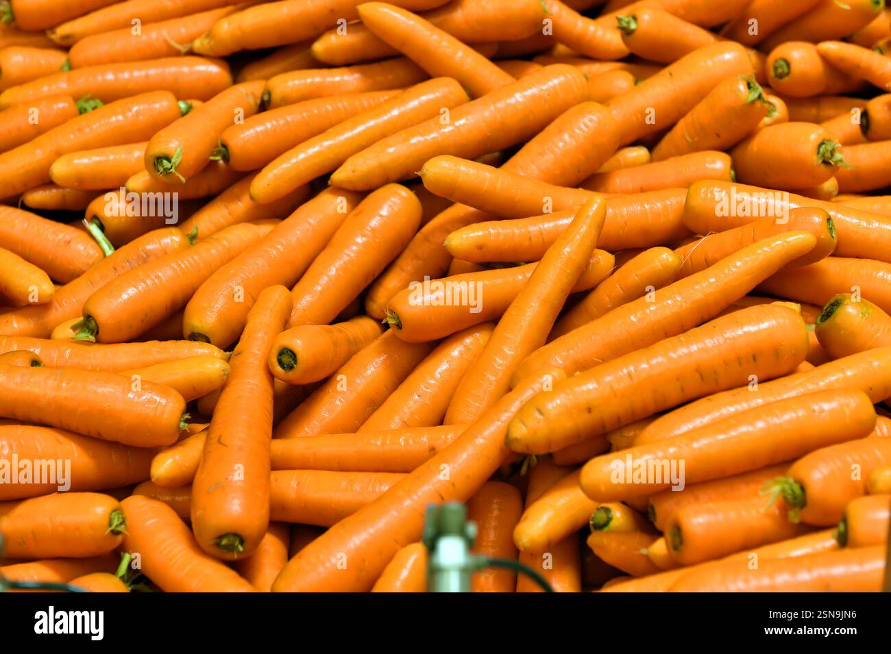 Le carote vengono lavorate, lavate e smistate su una linea di produzione, Regno Unito Foto Stock