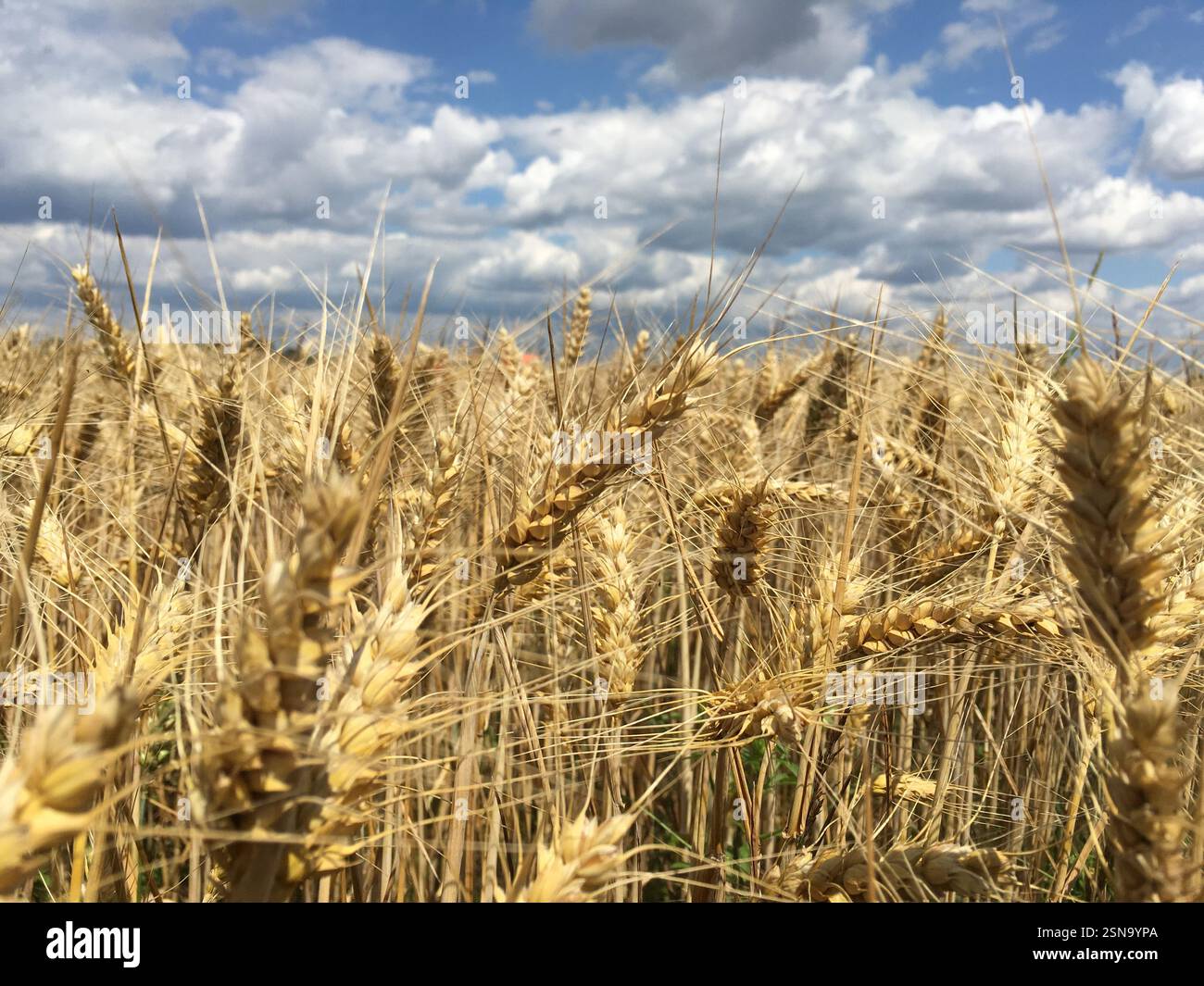 Foto del campo di grano dorato e della giornata di sole. Il grano si muove e balla con il vento sul cielo blu con belle nuvole. Foto Stock