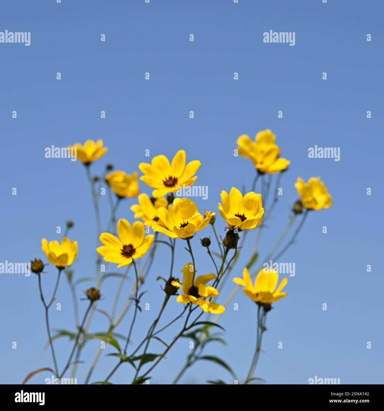 I delicati fiori autunnali gialli di Coreopsis tripteris, noti anche come Tall Tickseed Growing nel Regno Unito Garden September Foto Stock