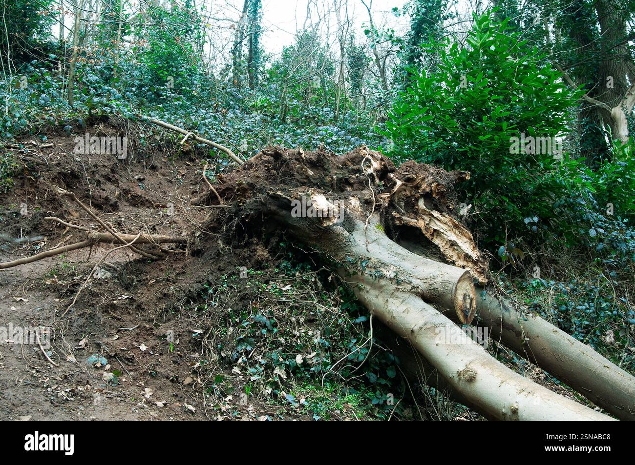 Un grande albero, probabilmente abbattuto per cause naturali (vento, tempesta o età), è caduto e le sue radici hanno destabilizzato una parte dell'argine. Foto Stock