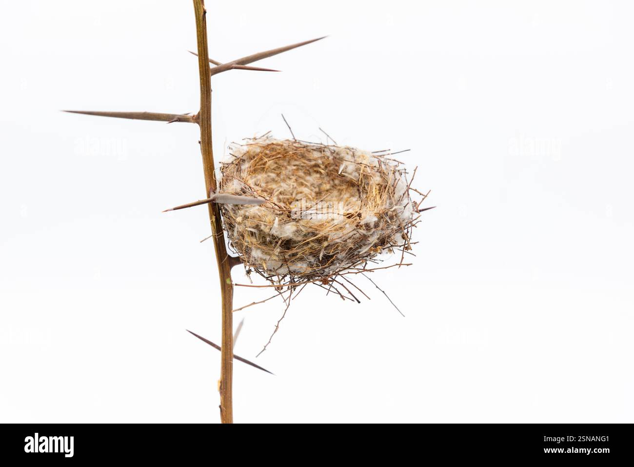 Nido Natural de aves entre la ramas de una acacia, aislado en blanco Foto Stock
