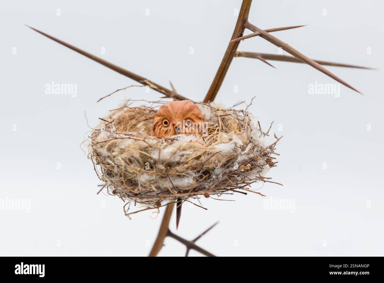 Pequeño búho de terracota en un nido Natural de aves, aislado en blanco Foto Stock