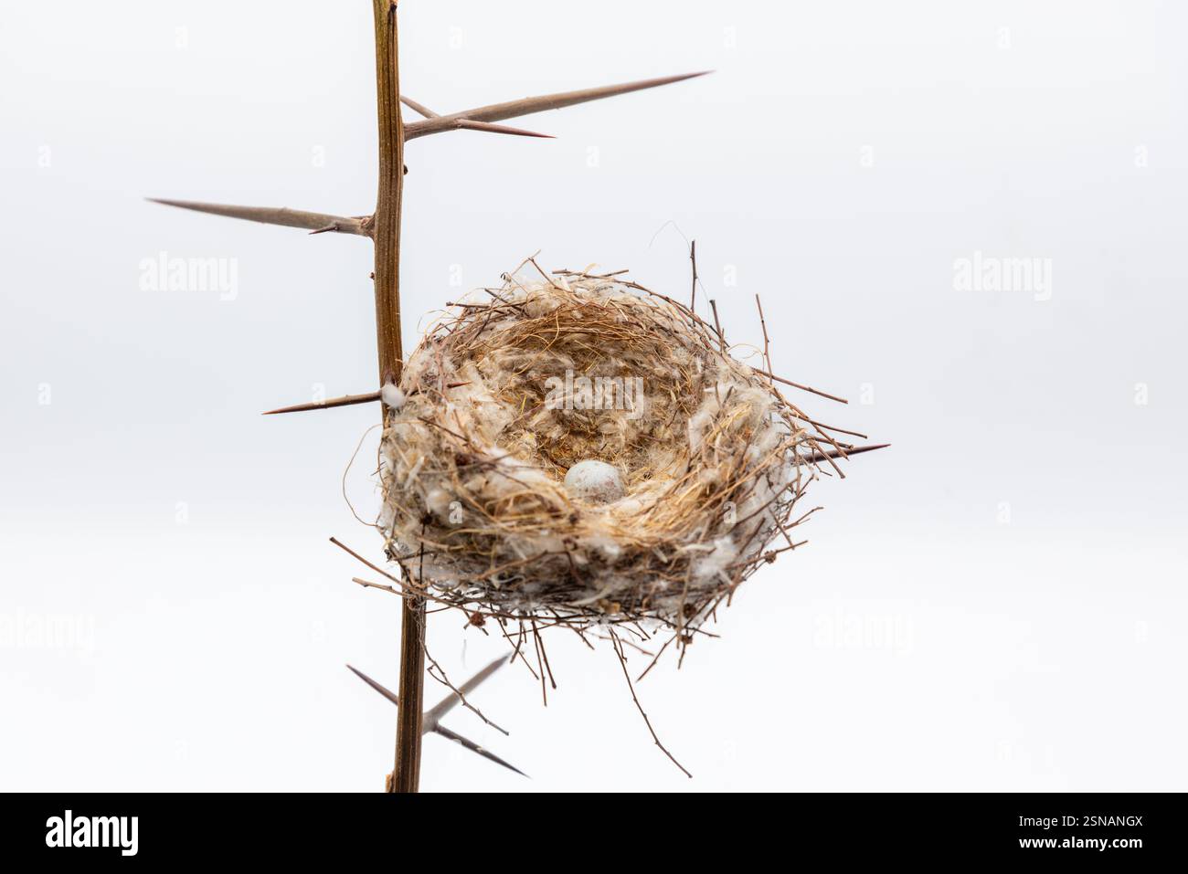 Nido Natural de aves entre la ramas de una acacia, aislado en blanco Foto Stock