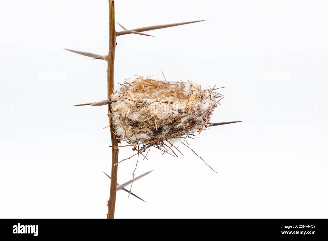 Nido Natural de aves entre la ramas de una acacia, aislado en blanco Foto Stock