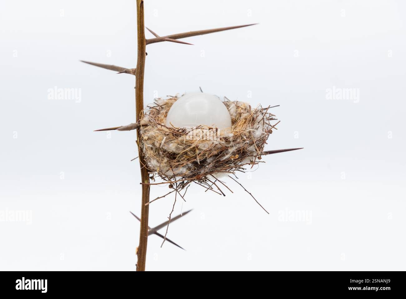 Nido Natural de aves entre la ramas de una acacia, aislado en blanco Foto Stock