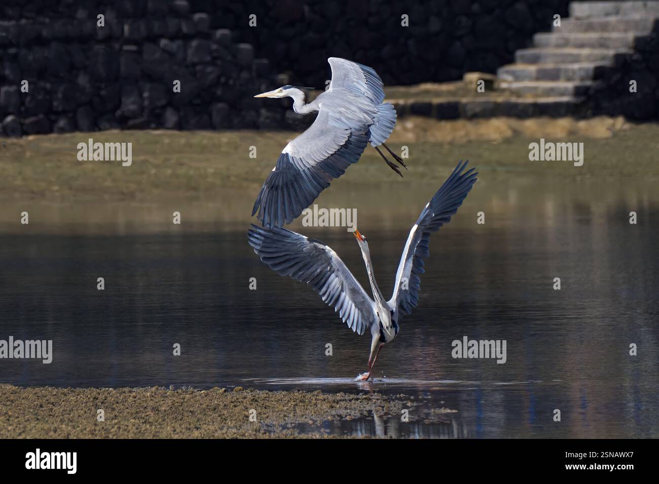 Disputa tra due aironi grigi (Ardea cinerea) in una laguna murata Foto Stock
