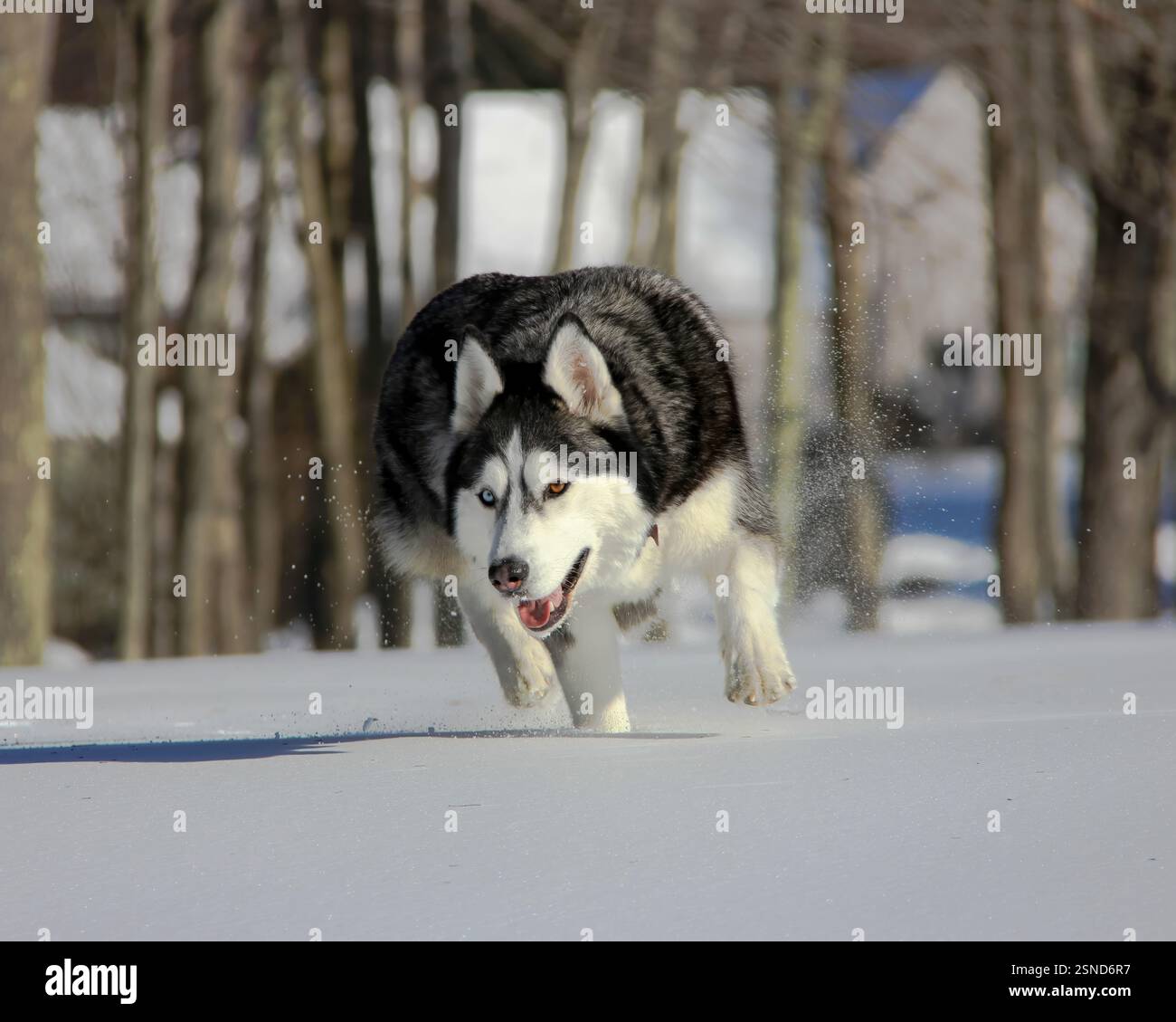 Primo piano di un Husky siberiano con occhi di due colori diversi, pelliccia spessa e un'espressione giocosa che corre sulla neve invernale: Gigapixel Foto Stock