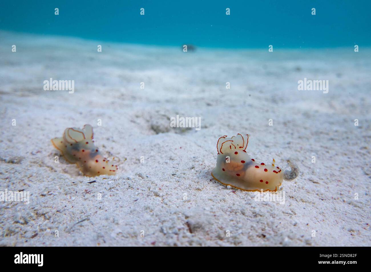 Gymnodoris nudibranchs che caccia una piccola lepre di mare Foto Stock