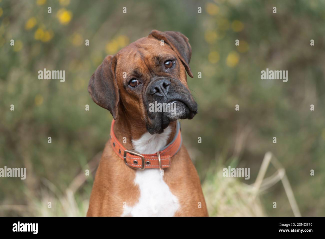cane pugile rosso seduto con una simpatica inclinazione della testa Foto Stock cane pugile rosso seduto con una simpatica inclinazione della testa Foto Stock