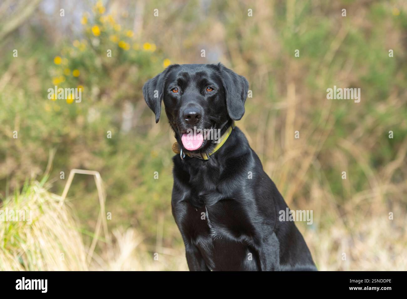Primo piano del cane da recupero del Labrador nero Foto Stock