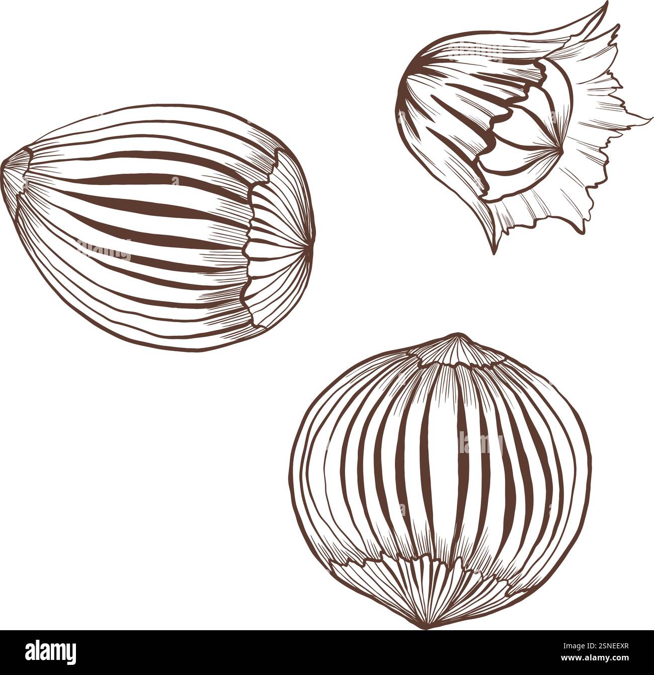 Nocciola con nocciole intere. Perfetto per spuntini salutari, cottura al forno o cibi naturali. Illustrazione vettoriale dallo stile minimalista e pulito, ideale per Illustrazione Vettoriale