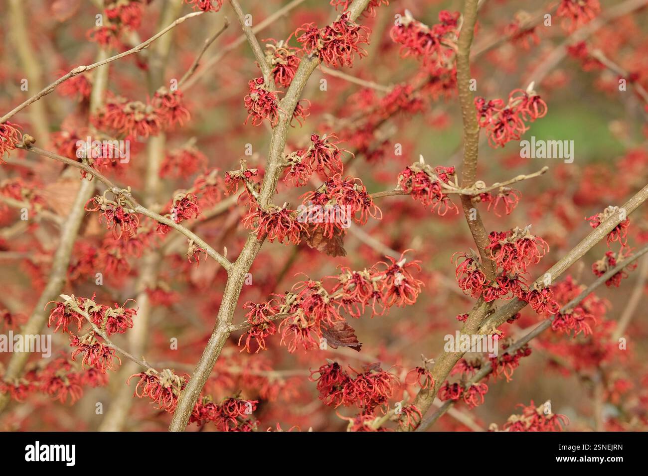 Hamamelis x intermedia «Rubin», amelia invernale in fiore. Foto Stock