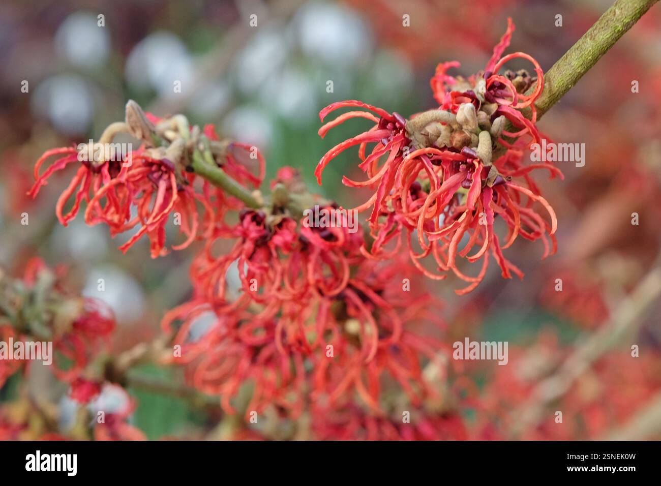 Hamamelis x intermedia «Rubin», amelia invernale in fiore. Foto Stock