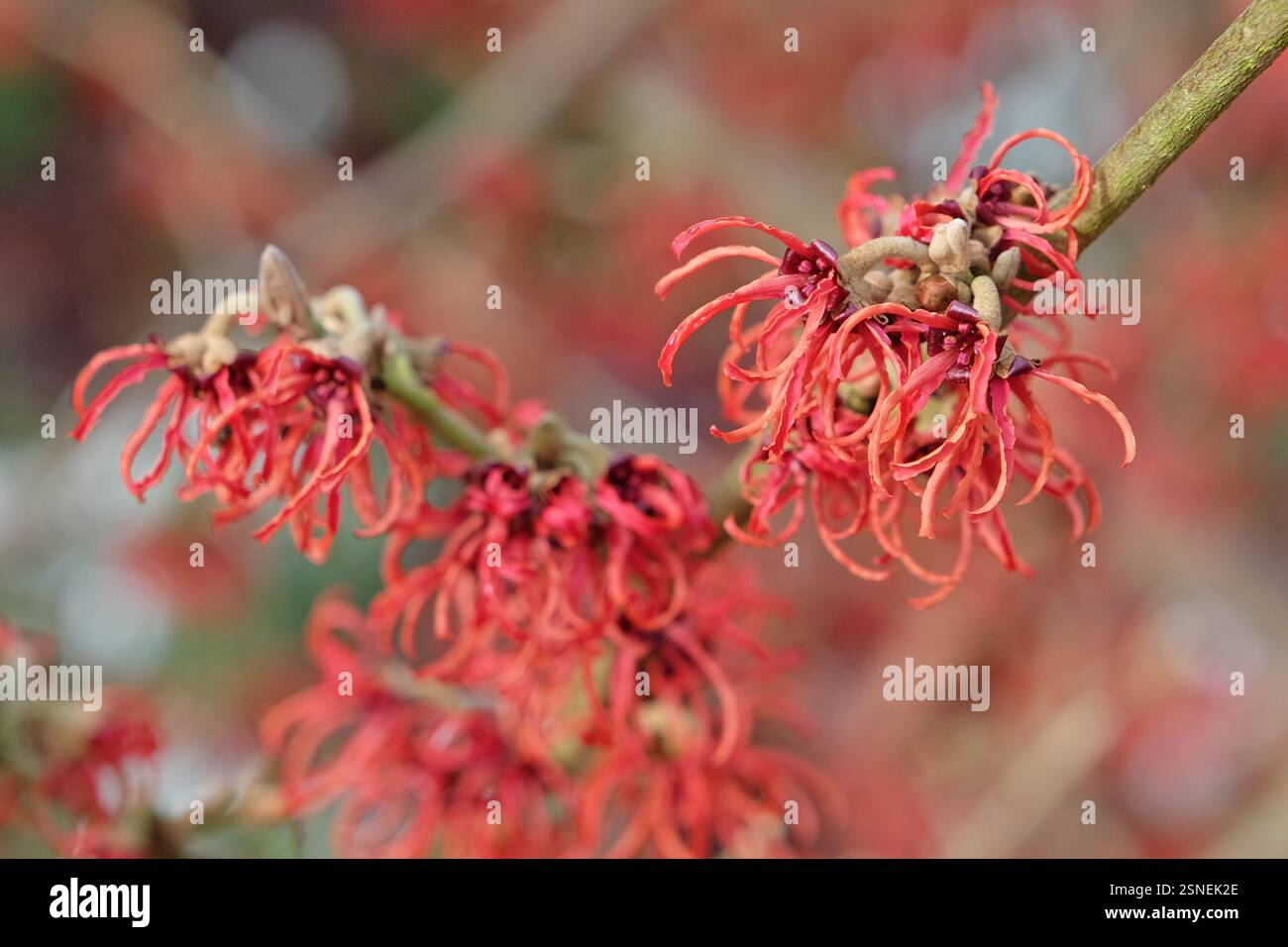 Hamamelis x intermedia «Rubin», amelia invernale in fiore. Foto Stock