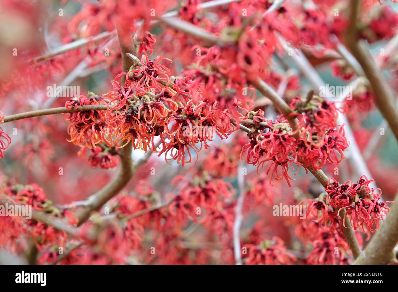 Hamamelis x intermedia «Rubin», amelia invernale in fiore. Foto Stock