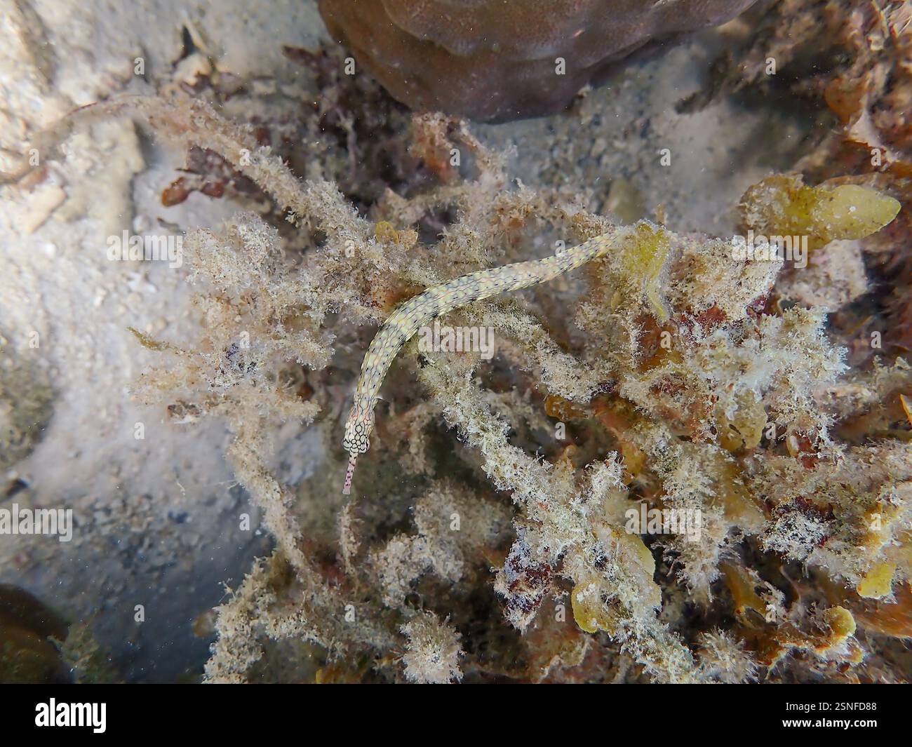Messmate Pipefish (Corythoichthys intestinalis) che nuotano tra le barriere coralline dell'isola Bawean, Giava Orientale, Indonesia Foto Stock