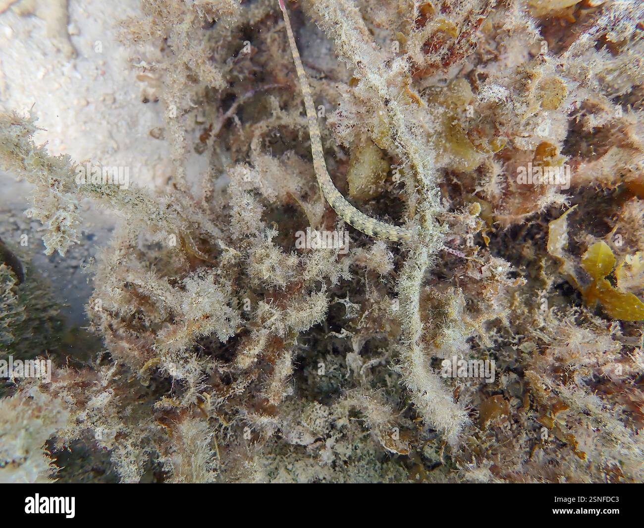 Messmate Pipefish (Corythoichthys intestinalis) che nuotano tra le barriere coralline dell'isola Bawean, Giava Orientale, Indonesia Foto Stock