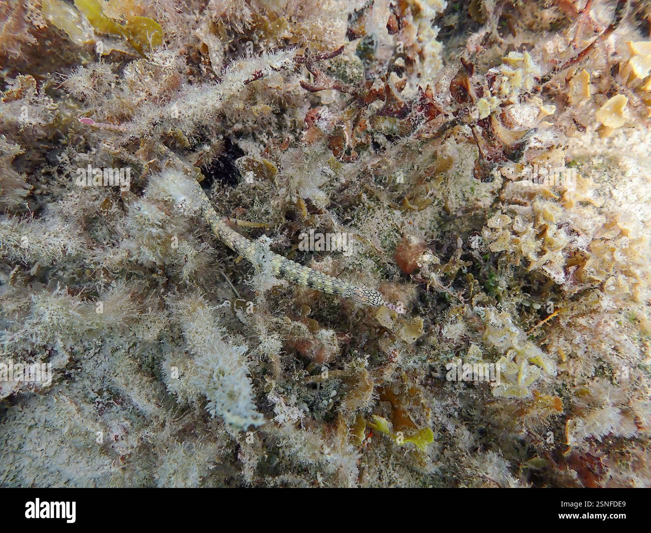 Messmate Pipefish (Corythoichthys intestinalis) che nuotano tra le barriere coralline dell'isola Bawean, Giava Orientale, Indonesia Foto Stock