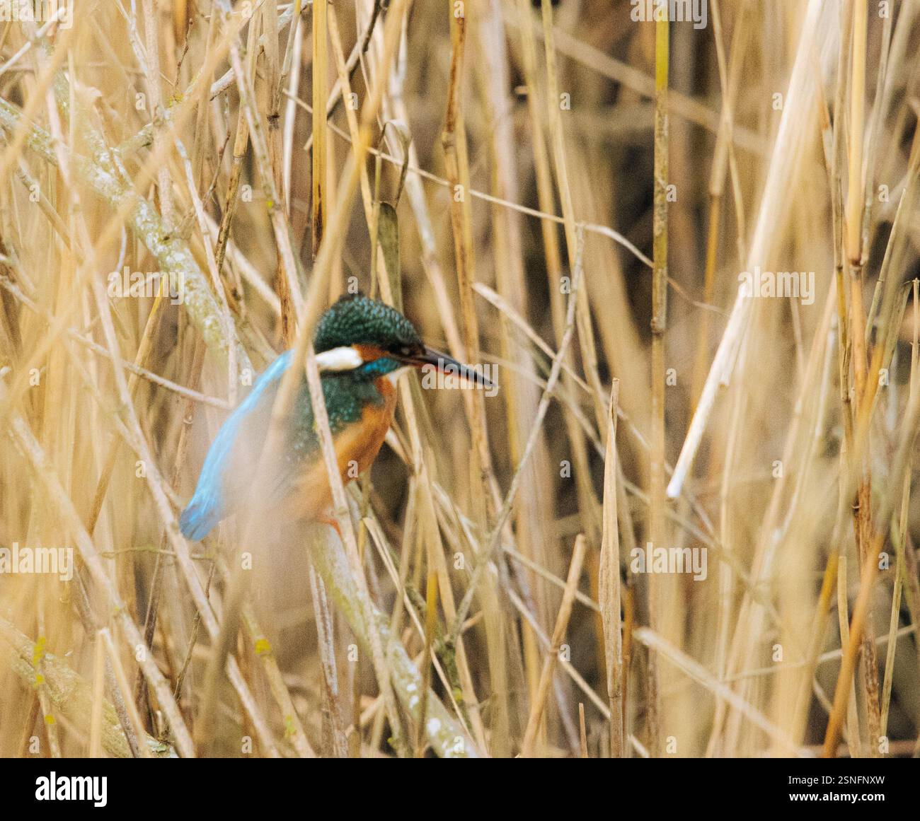 KingFisher che guarda e aspetta Foto Stock