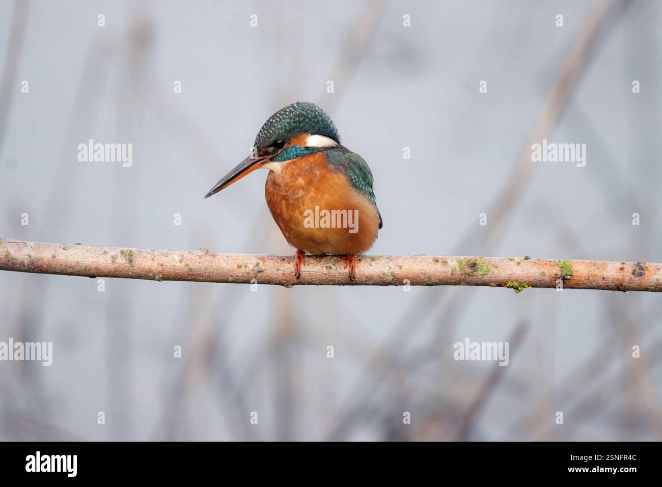 KingFisher che guarda e aspetta Foto Stock