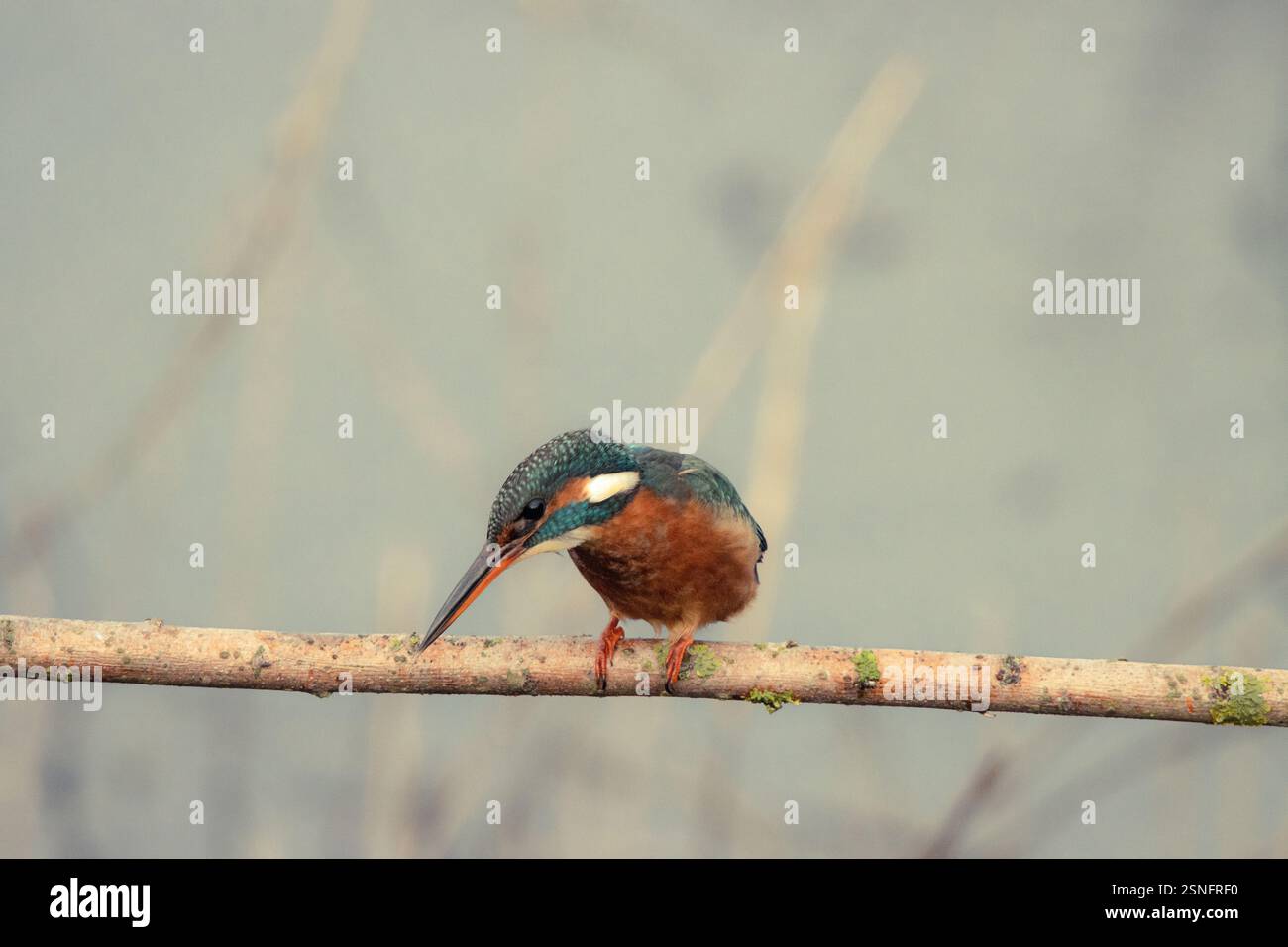 KingFisher che guarda e aspetta Foto Stock