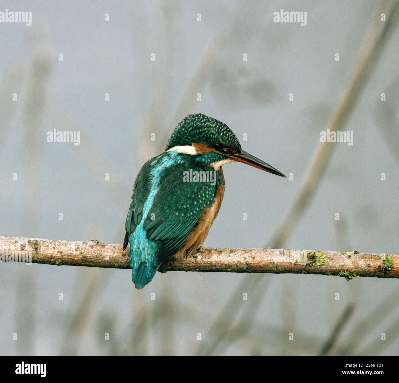 KingFisher che guarda e aspetta Foto Stock