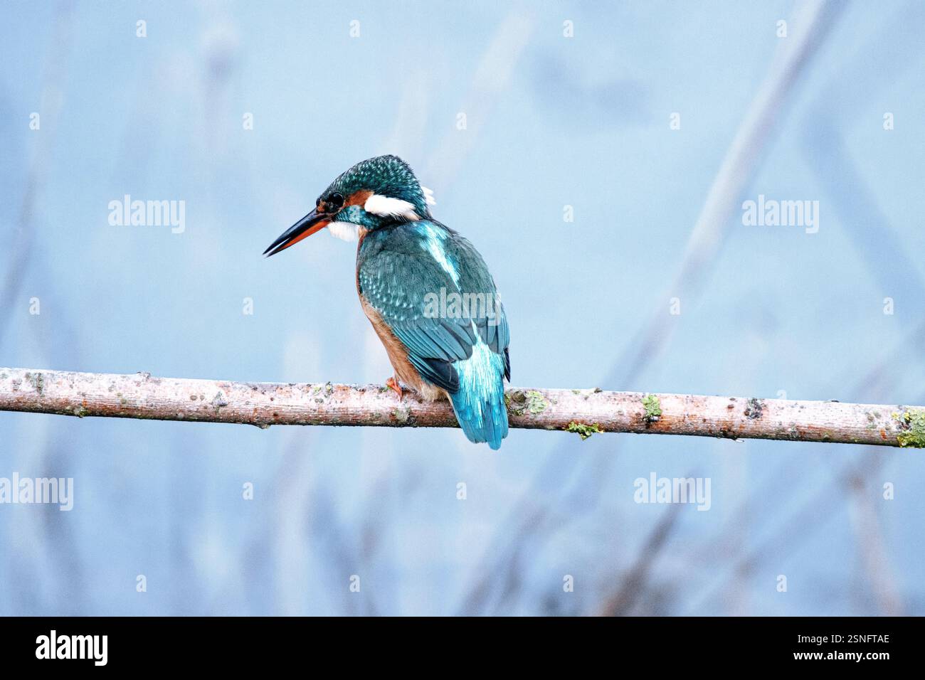 KingFisher che guarda e aspetta Foto Stock