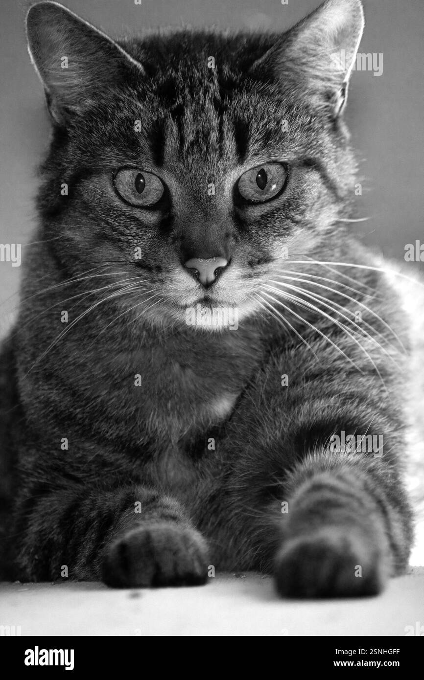 Gatto steso sul divano. foto in bianco e nero Foto Stock