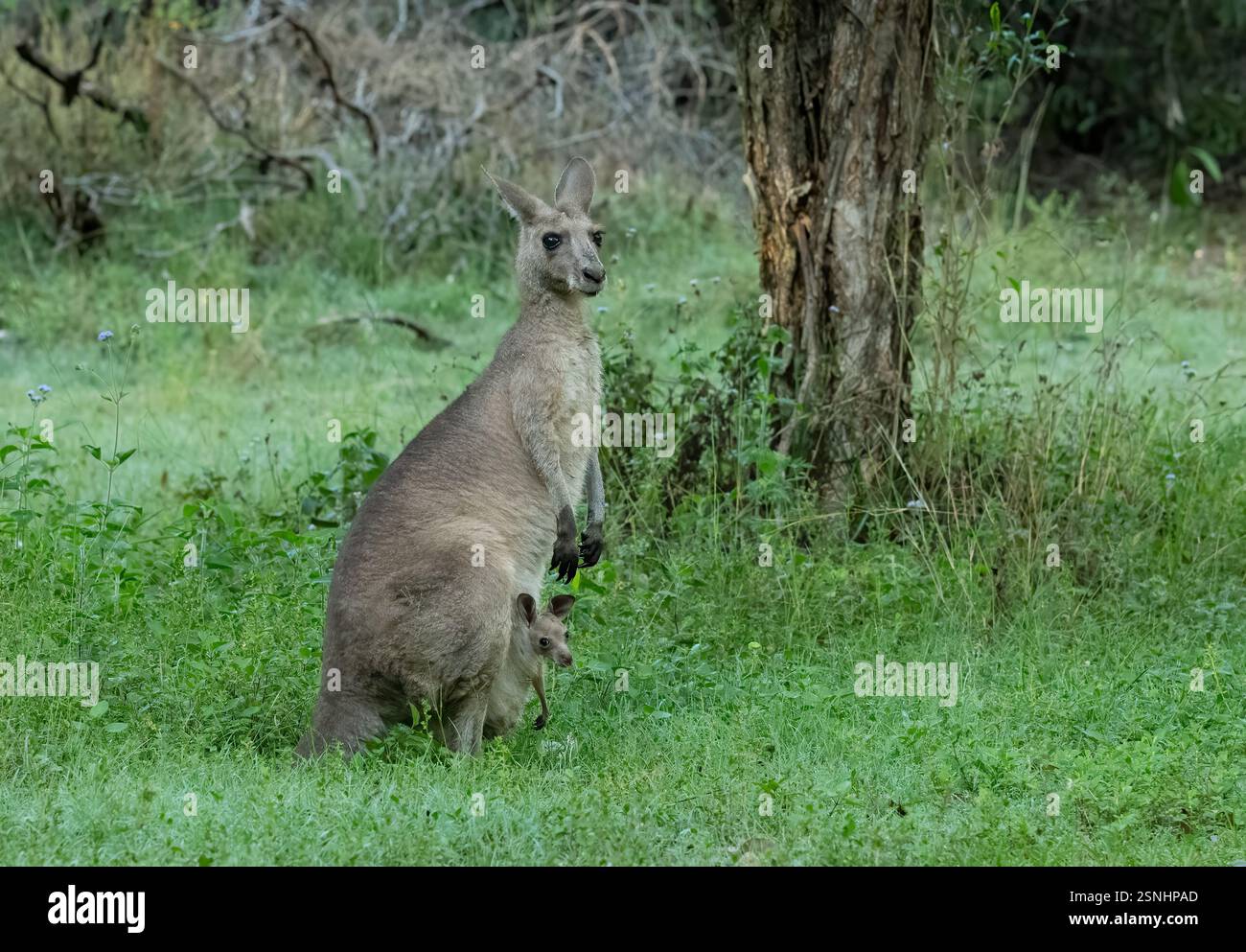 Canguro grigio orientale con joey nella sua busta in un'area boschiva di parchi nella Gold Coast, Queensland, Australia. Foto Stock