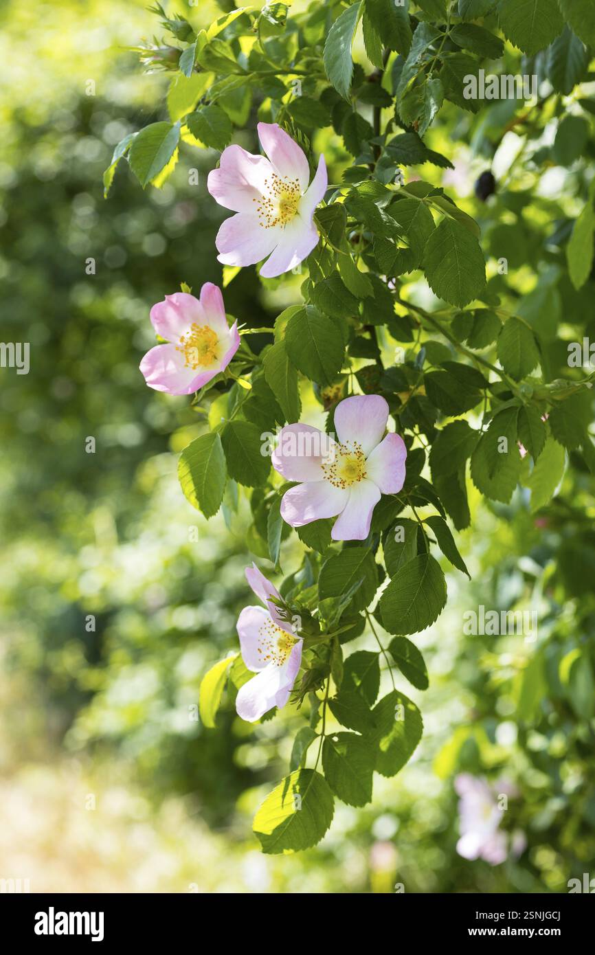 Rosa di siepe (Rosa corymbifera) in fiore Foto Stock