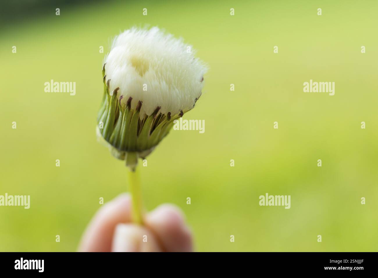 Dente di leone appassito (Taraxacum), davanti al dente di leone si apre, la testa dei semi è come una spazzola morbida Foto Stock