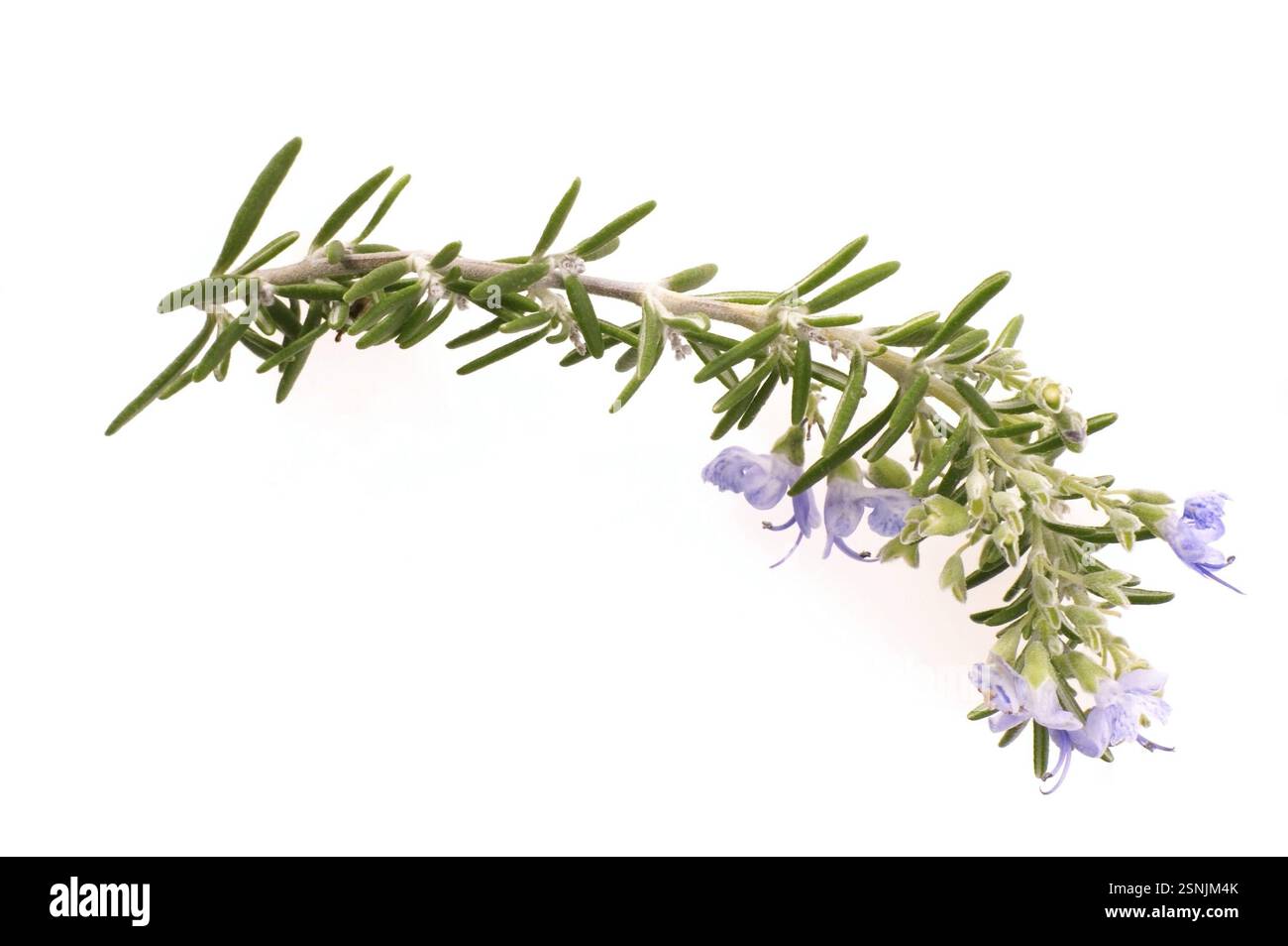 Rosmarino fresco isolato su sfondo bianco Foto Stock