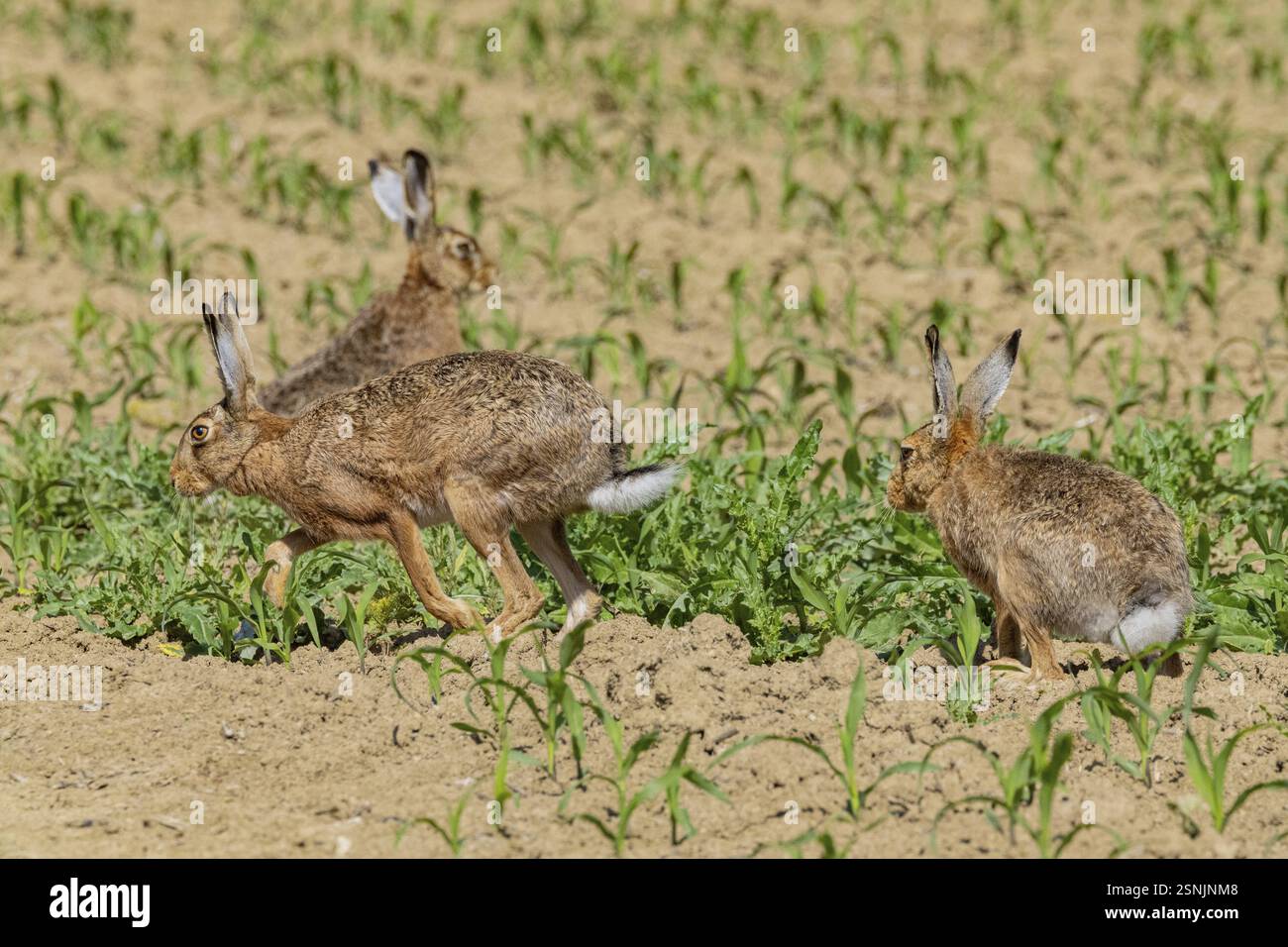 Lepre europeo (Lepus europaeus) Germania Foto Stock