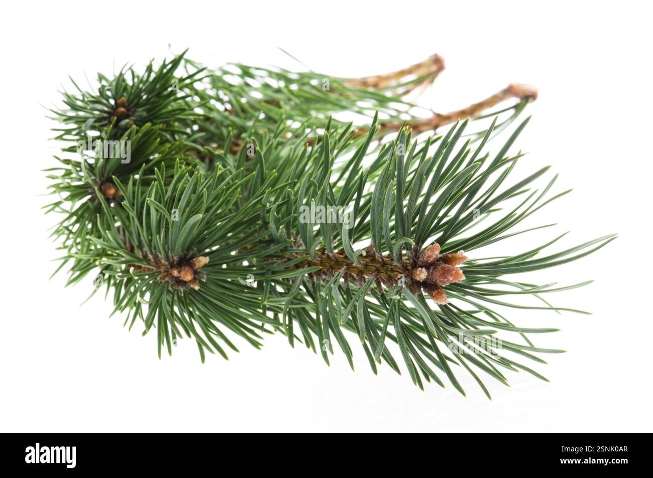 Ramo di pino isolato su sfondo bianco, lodz Foto Stock