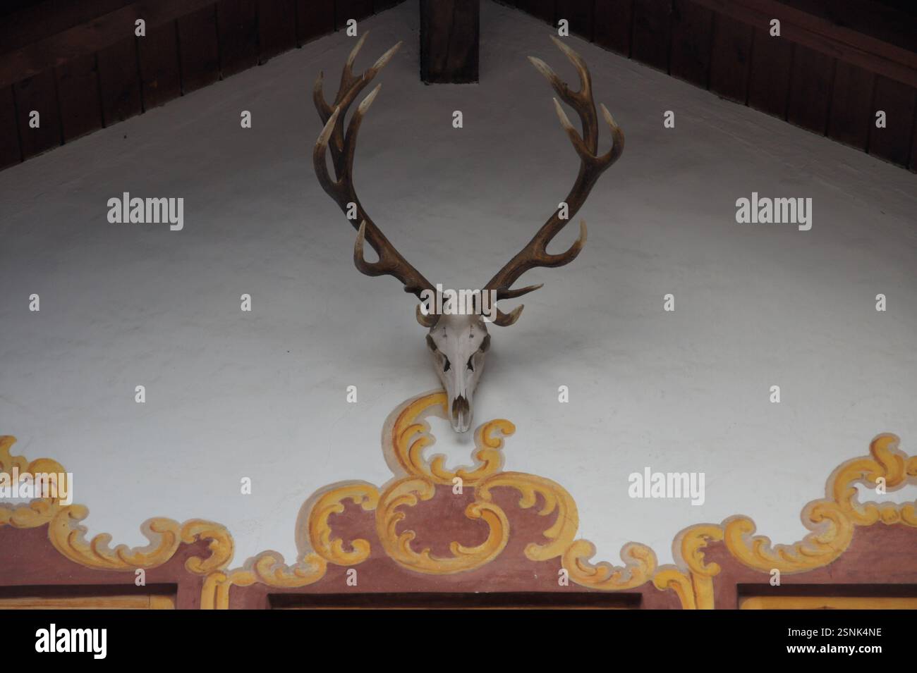 Un teschio di cervo montato con un'asta a 12 punti è appeso a una parete in Germania, Monaco di Baviera. Questo è un supporto tassidermico, che conserva le parti animali attraverso gli stuffi Foto Stock