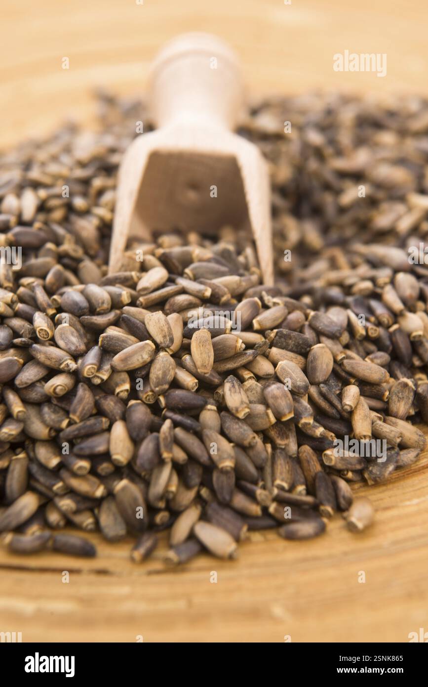 Semi di cardo da latte (Silybum marianum, Scotch Thistle, Marian Thistle), lodz, polonia Foto Stock
